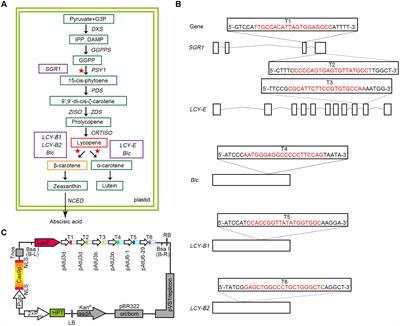 Lycopene Is Enriched in Tomato Fruit by CRISPR/Cas9-Mediated Multiplex Genome Editing